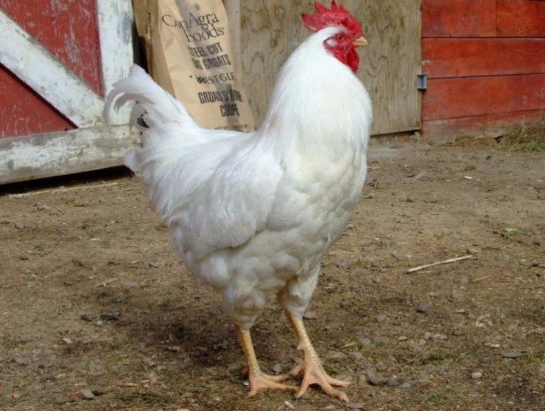 Cornish Thread Page 47 BackYard Chickens - Learn How to Raise Chickens