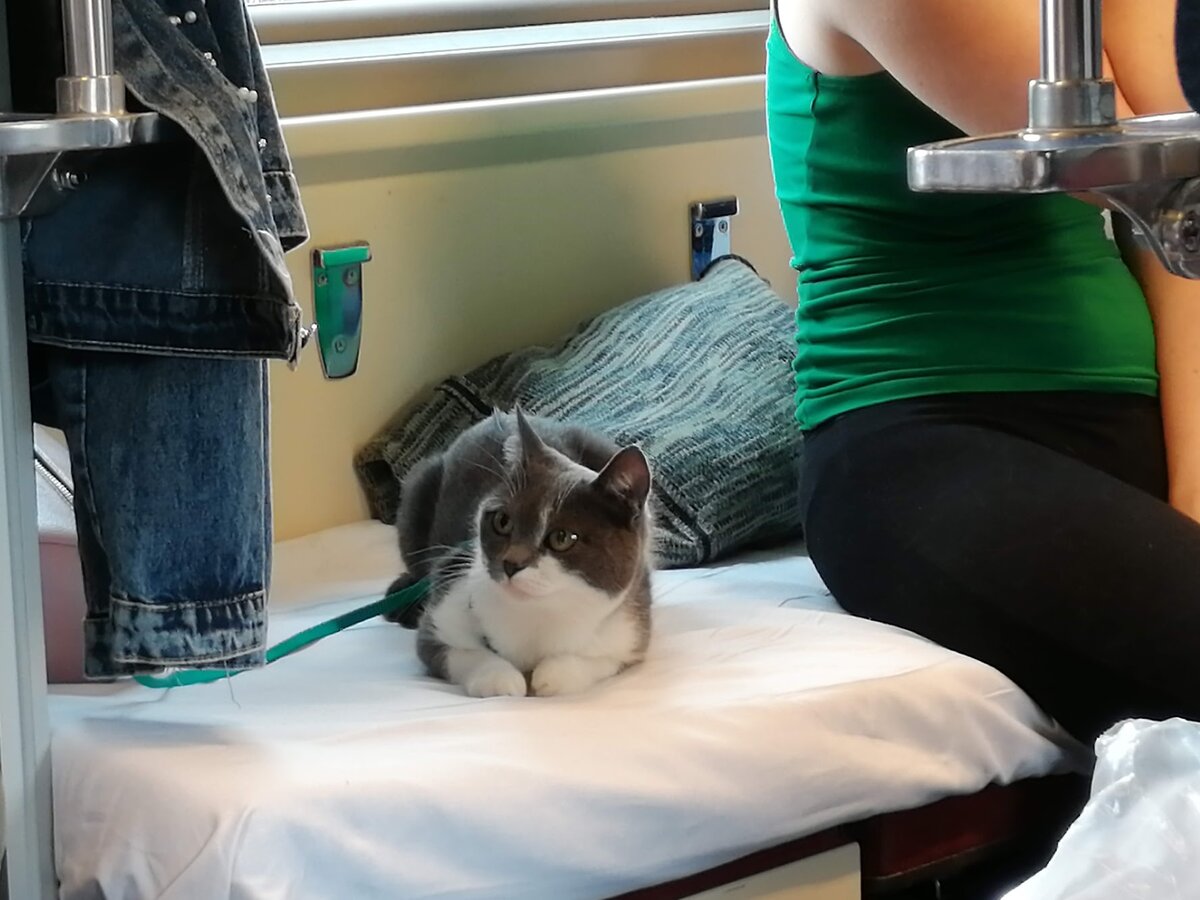 Котик в вагоне. Фото Светы Давыдовой