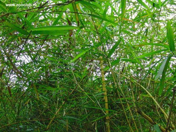 
Бамбук обыкновенный (Bambusa vulgaris) 
Самое быстрорастущее растение планеты – бамбук  (Bambusa). Он произрастает в Азии, является съедобным и может за одни  сутки вырасти почти на 1 метр (40-70 см). Диаметр стеблей бамбука тоже  увеличивается, так стебель тридцатиметрового растения может достигать в  диаметре 20-30 см.  
