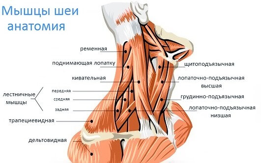 Продуло шею, причины, что делать