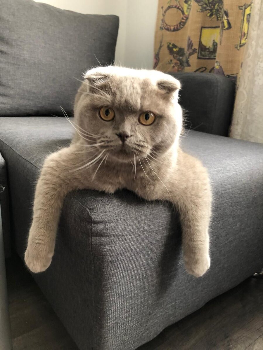 Мой верный приятель😺