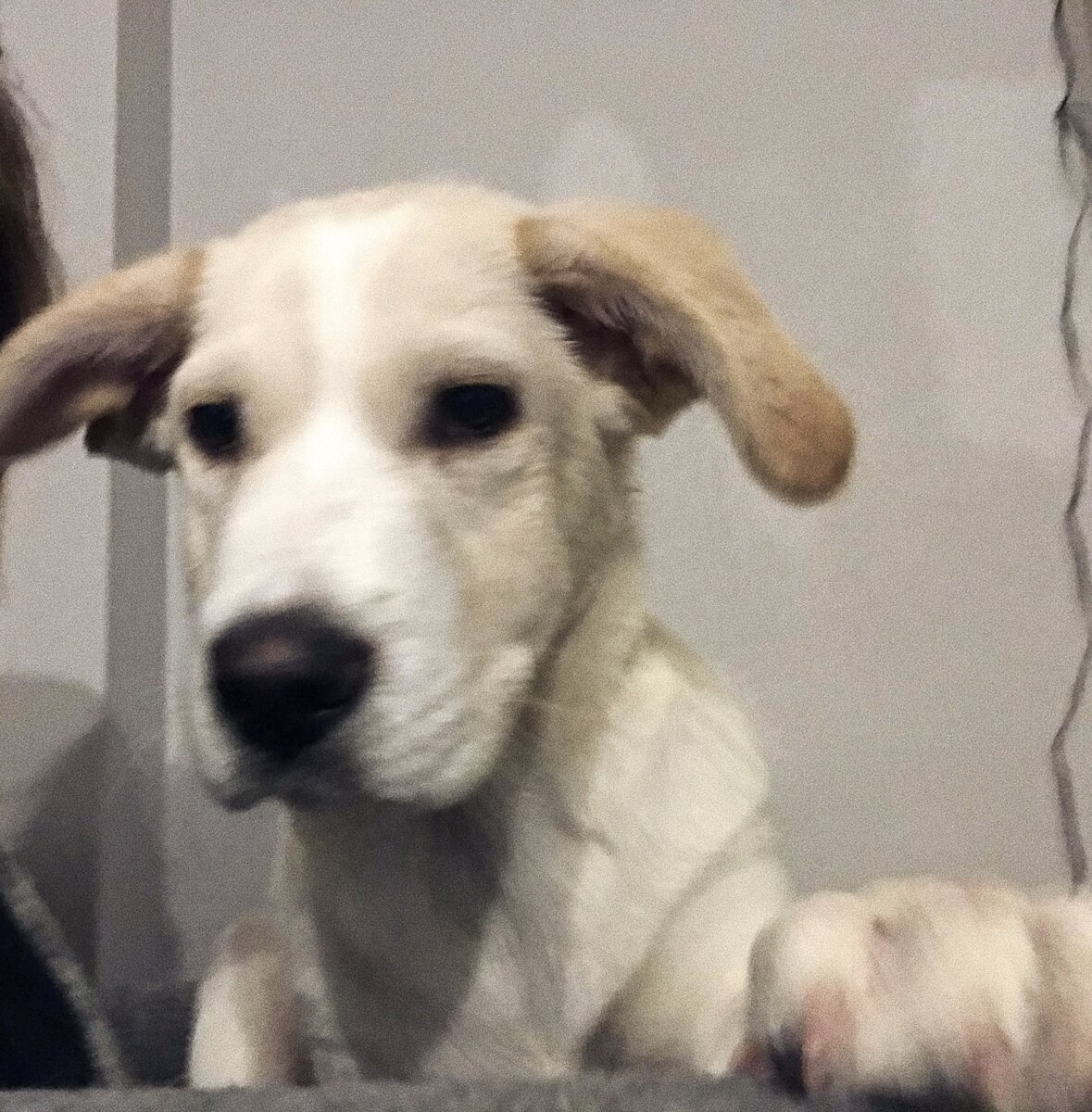 Вот таким маленьким он был, когда мы его только отдали на передержку