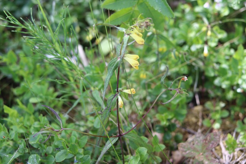 Марьянник луговой