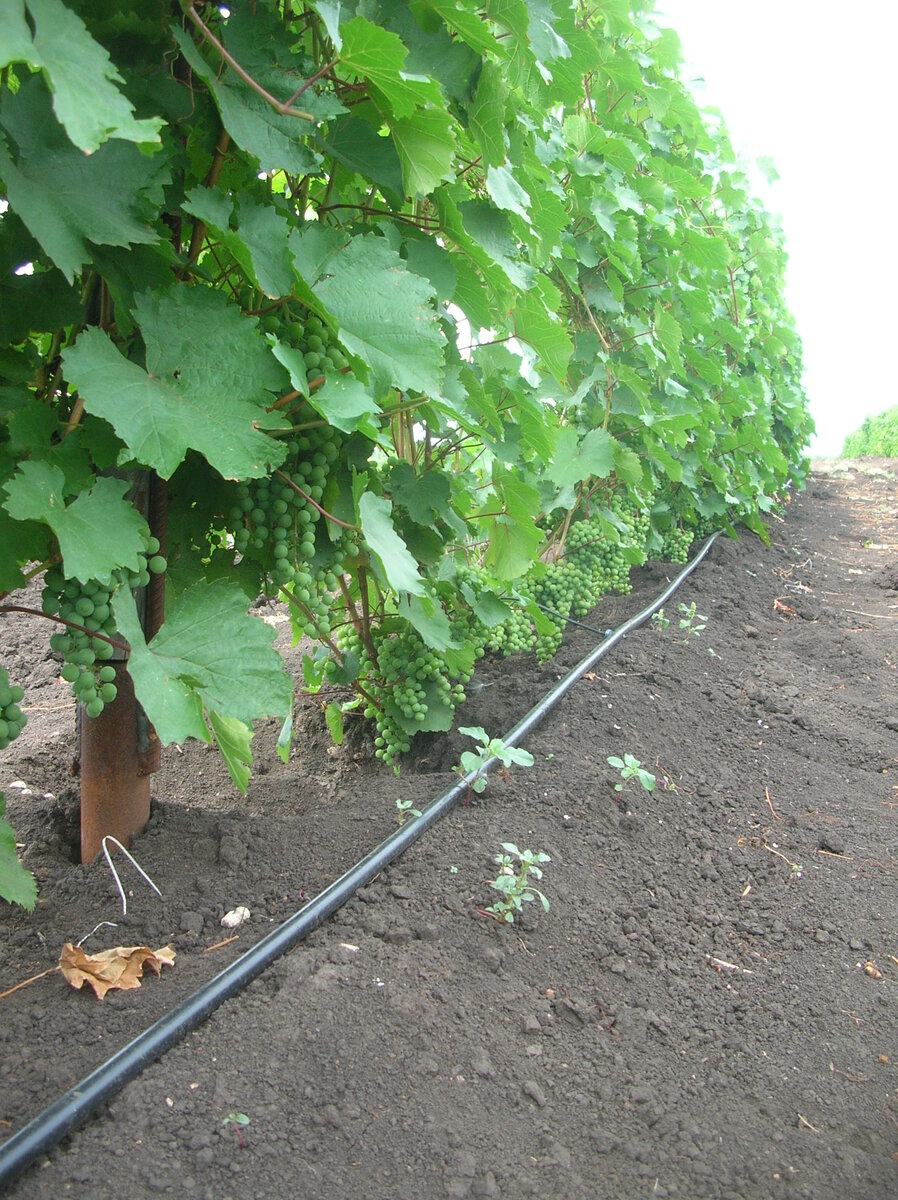 У нас на большом винограднике  в Сколково. Все чистенько