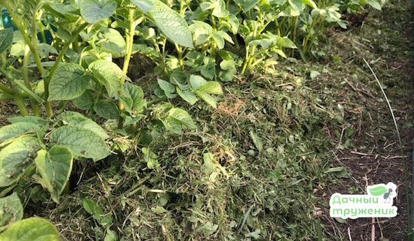 Фото: Дачный труженик 