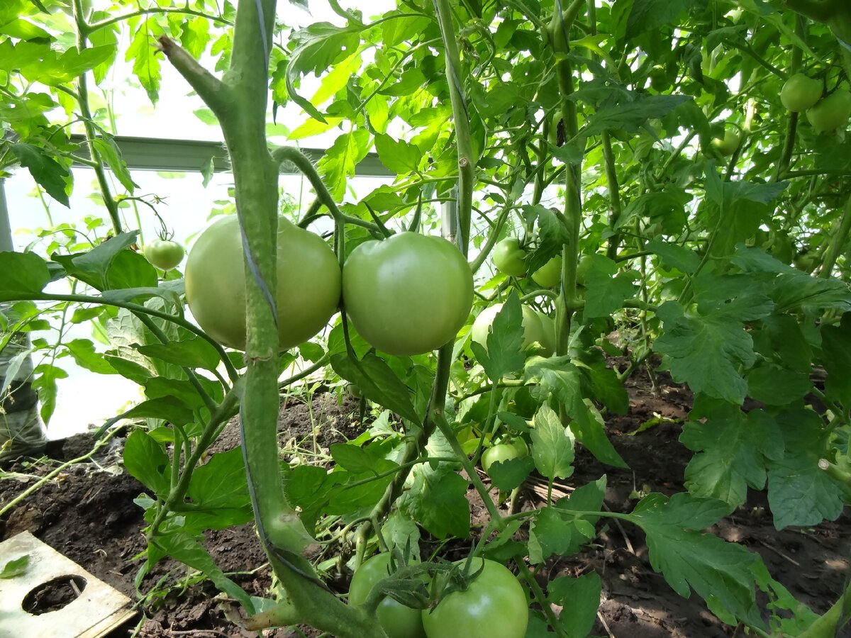 Помидоры  в теплицах (фото автора). 
