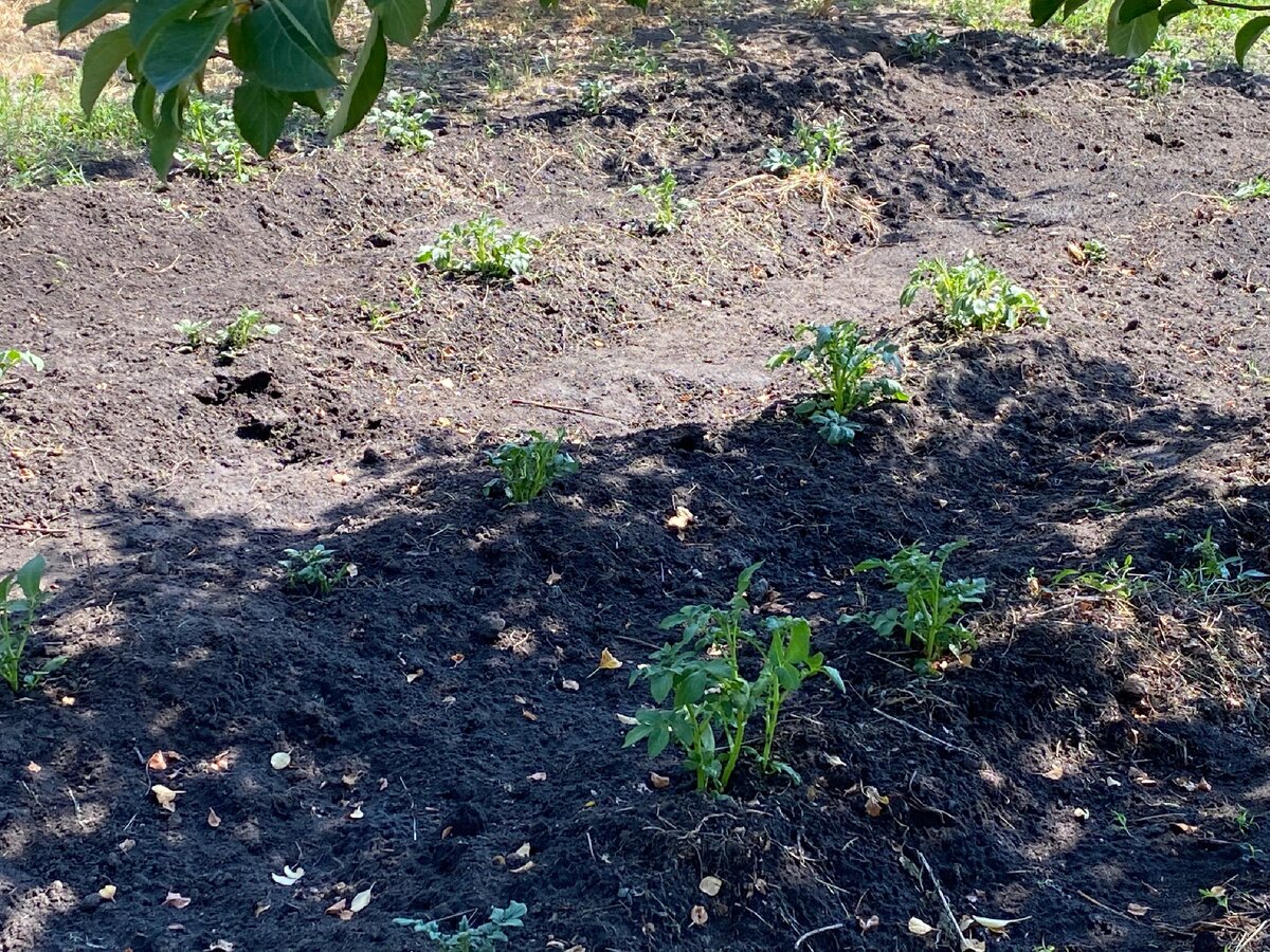 Всходы картофеля. Первые всходы картофеля. Когда всходит картошка после посадки. Первые всходы картофеля. Когда всходит картошка после посадки.