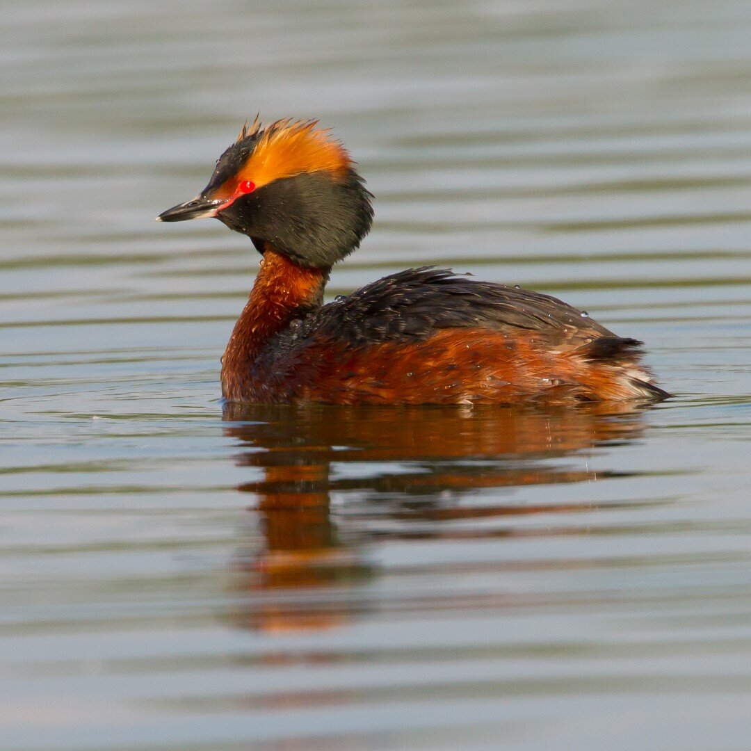 Красношейная поганка (Podiceps auritus). Фото: Dusan Boucny 