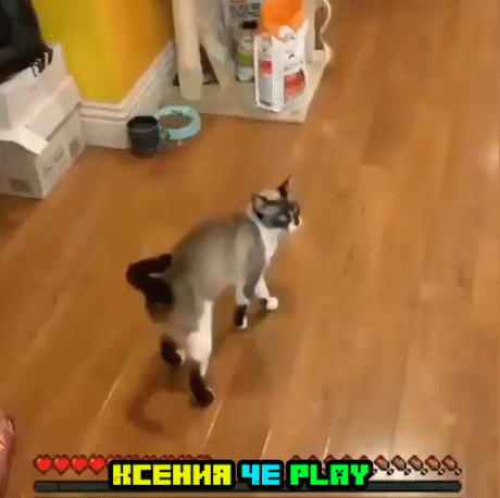 Коты в Майнкрафт