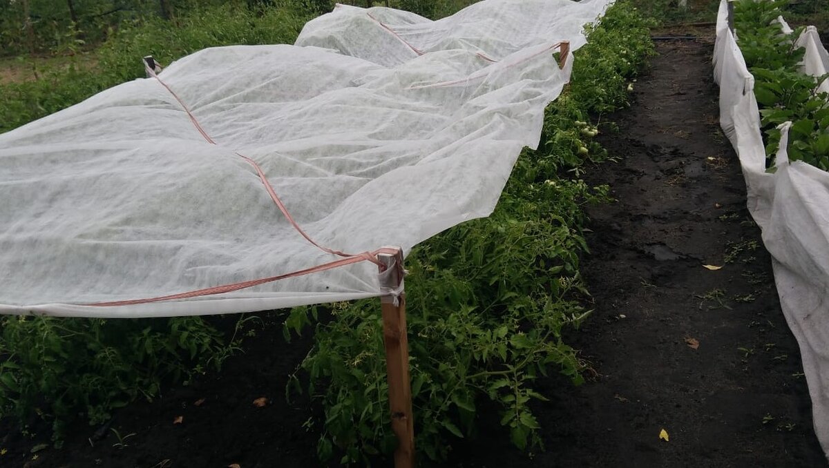 Вот они - мои грядочки. Если присмотреться - то на дорожке можно увидеть следы моего падения