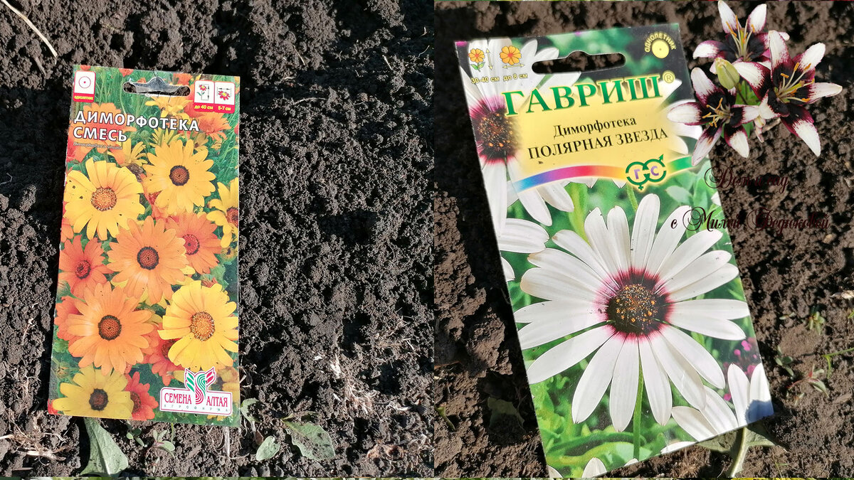 Семена капской ромашки