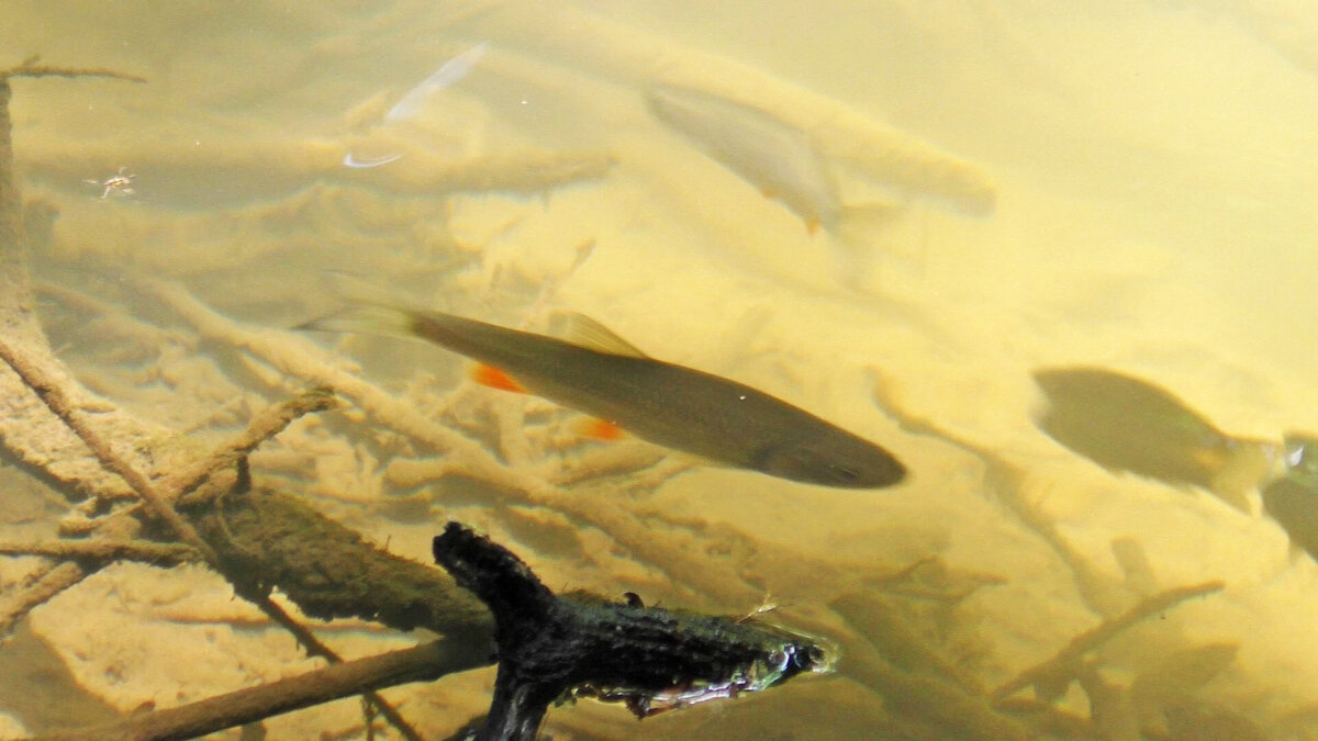 Рыбки в ручье