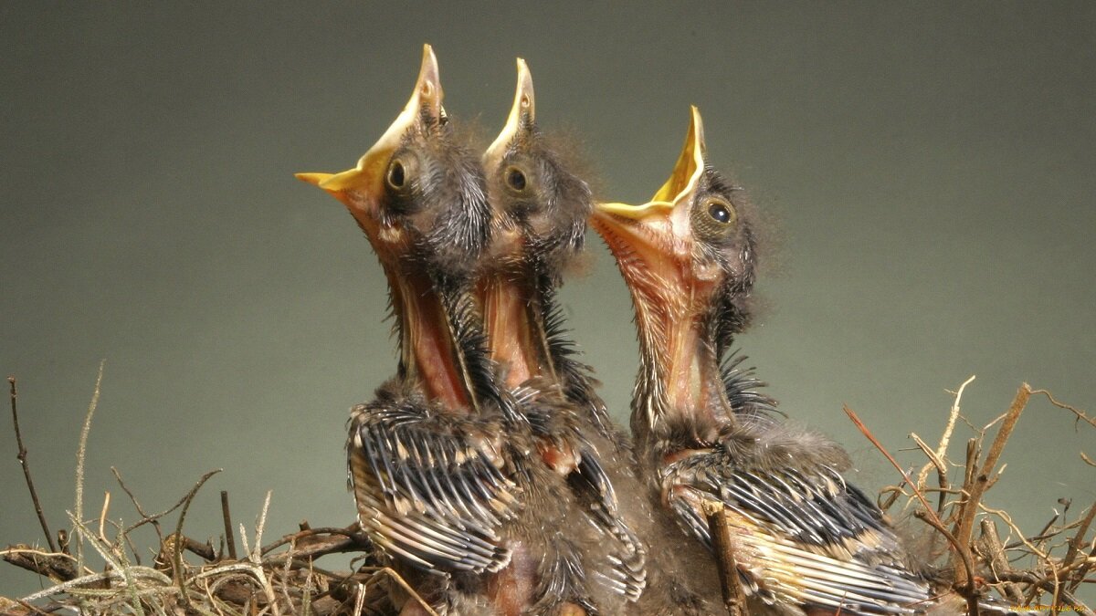 Открой уста свои