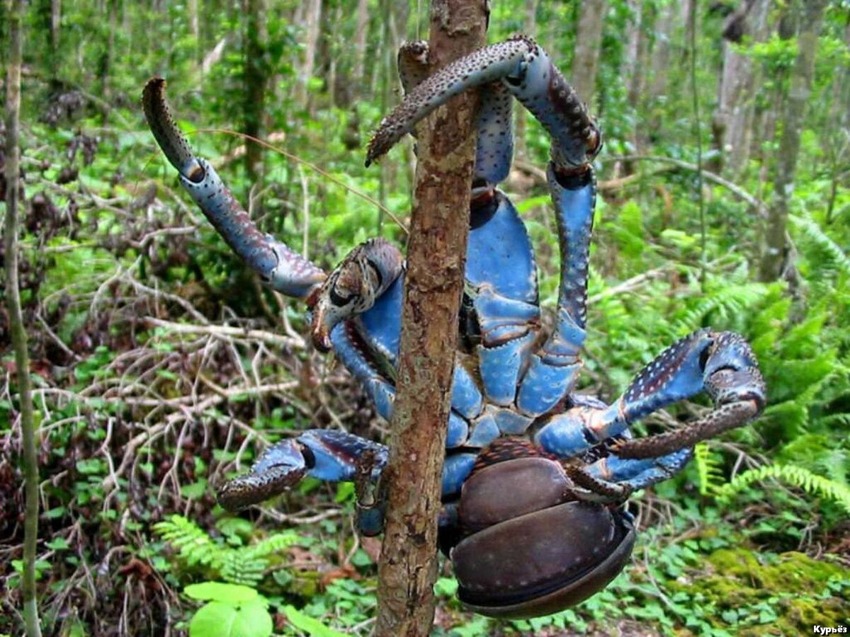 Пальмовый вор  (Ист. изобр. https://kot-pes.com/ )