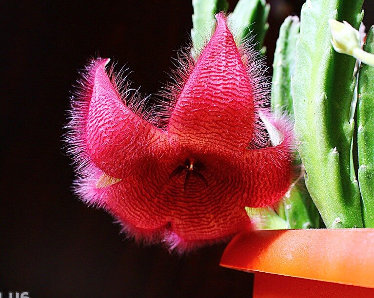 Stapelia flavopurpurea