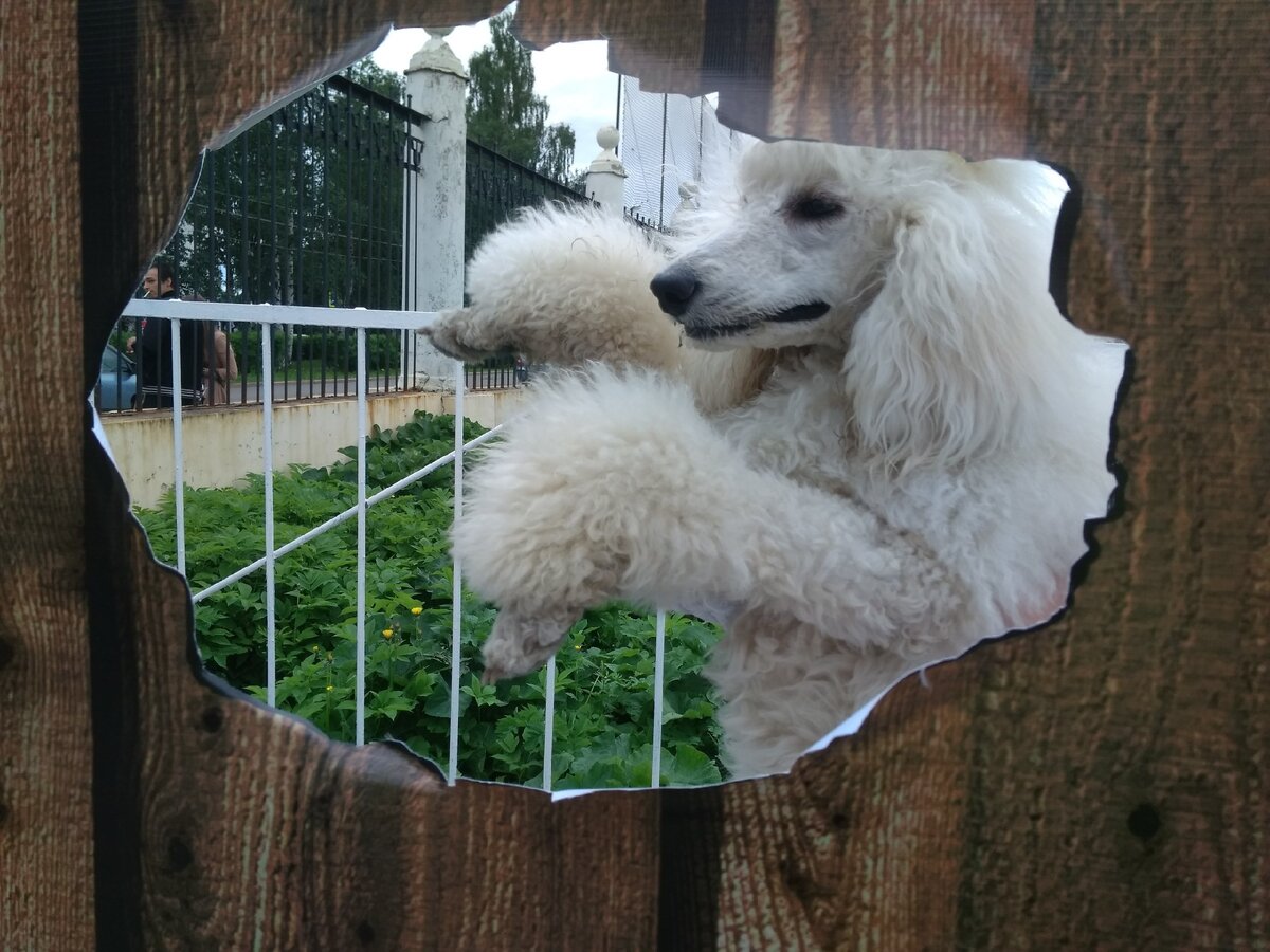 Happy Dogs Day 🎉 24 июня 2018