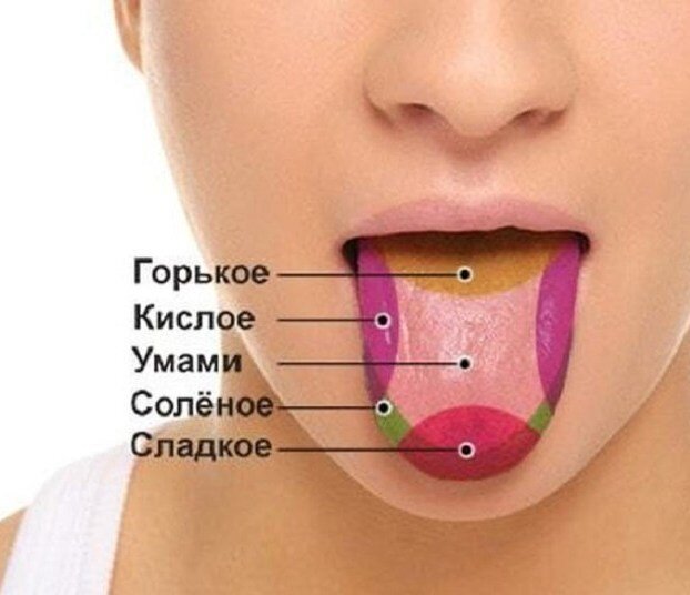 Зоны языка, отвечающие за различные вкусовые восприятия