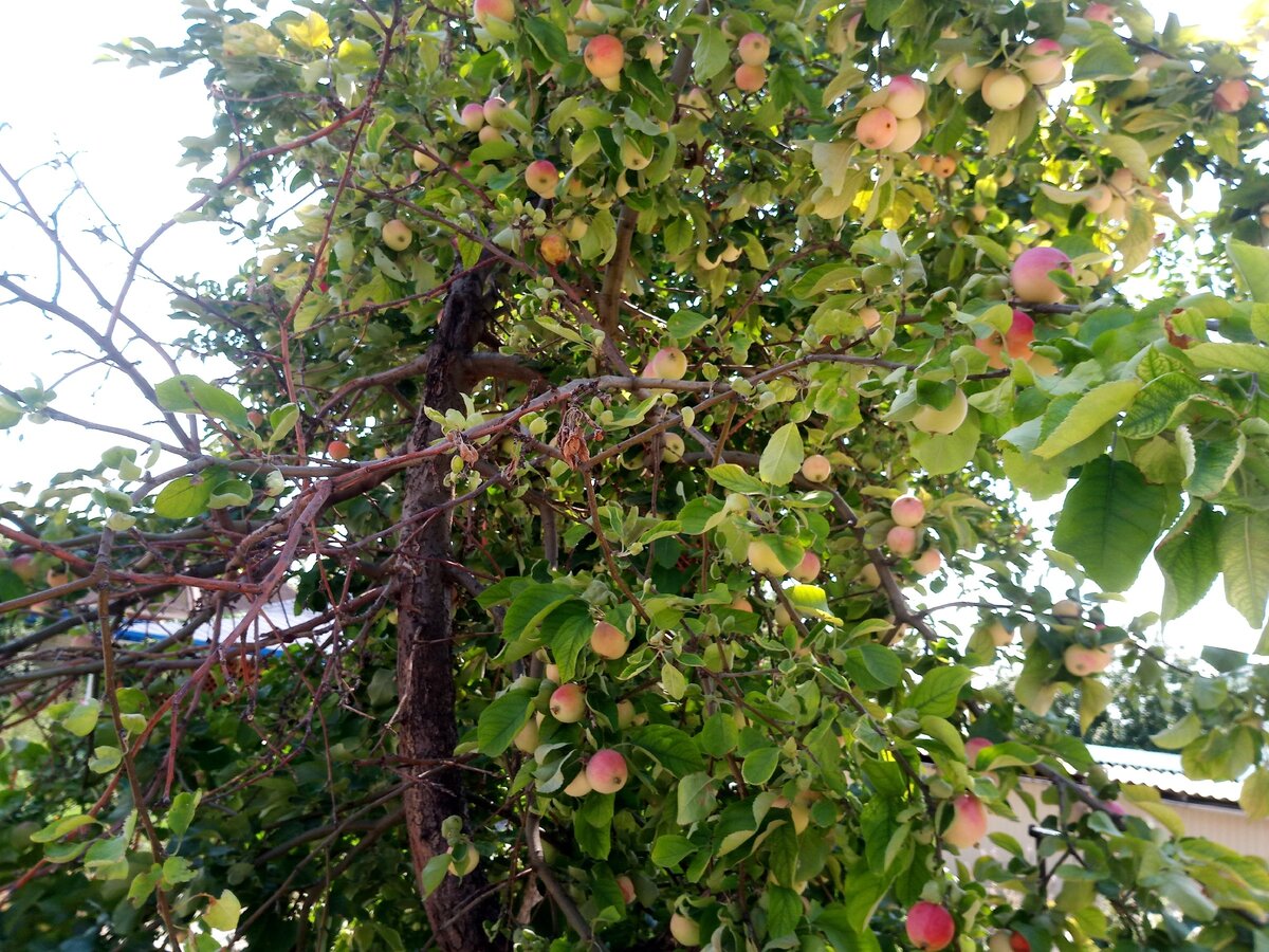 Частный дом с яблоней.