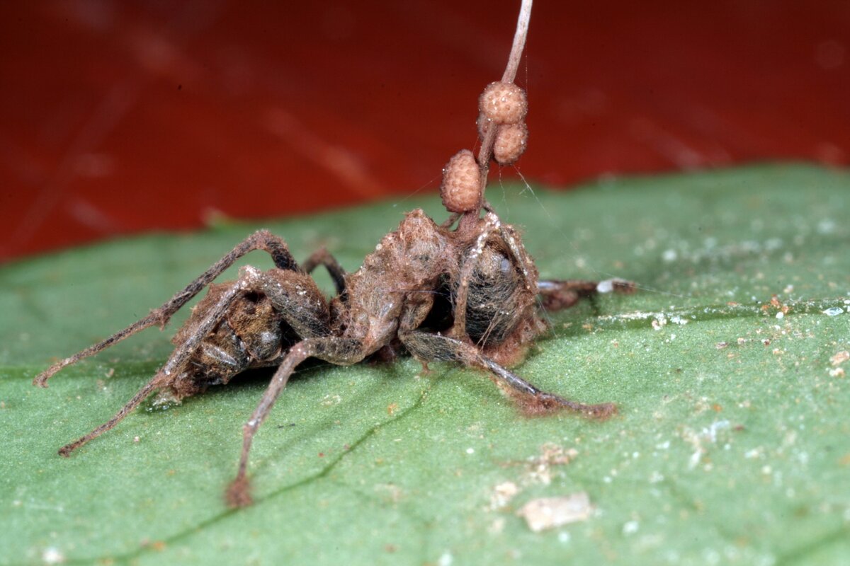 Элемент большой науки