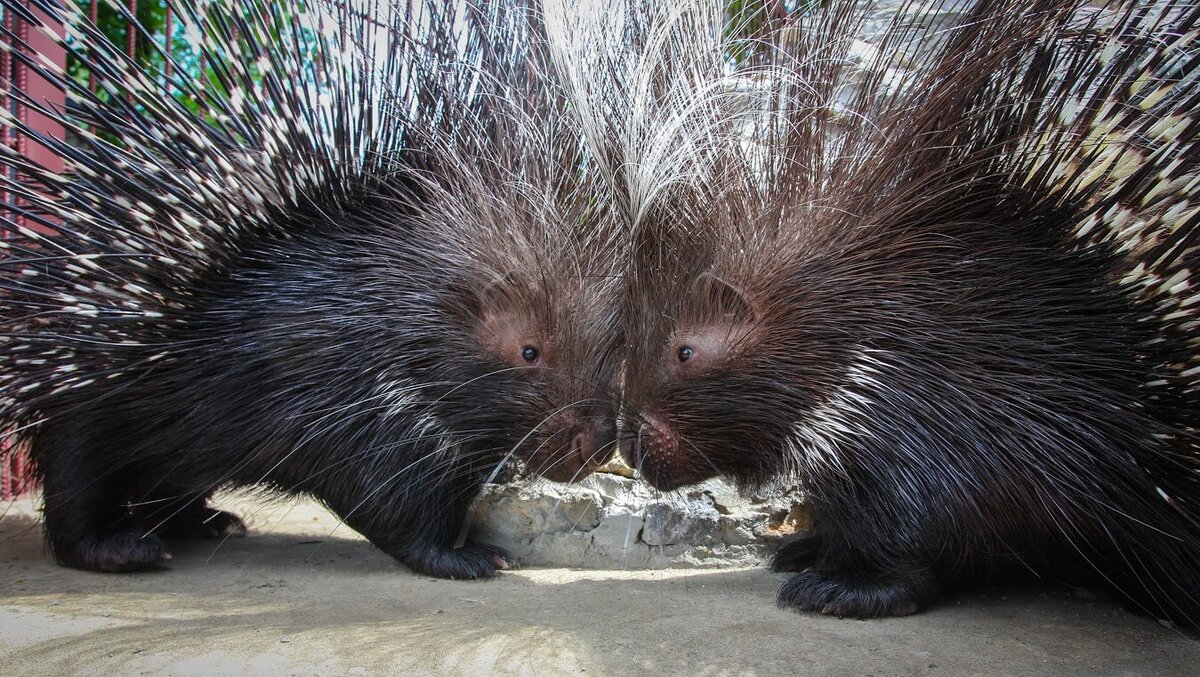 Она моя, понял?!