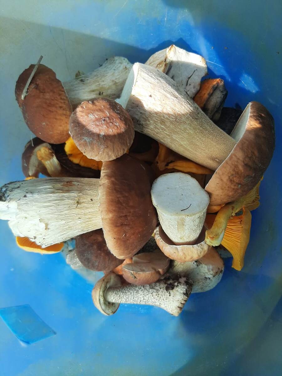 Грибы которые были потеряны.