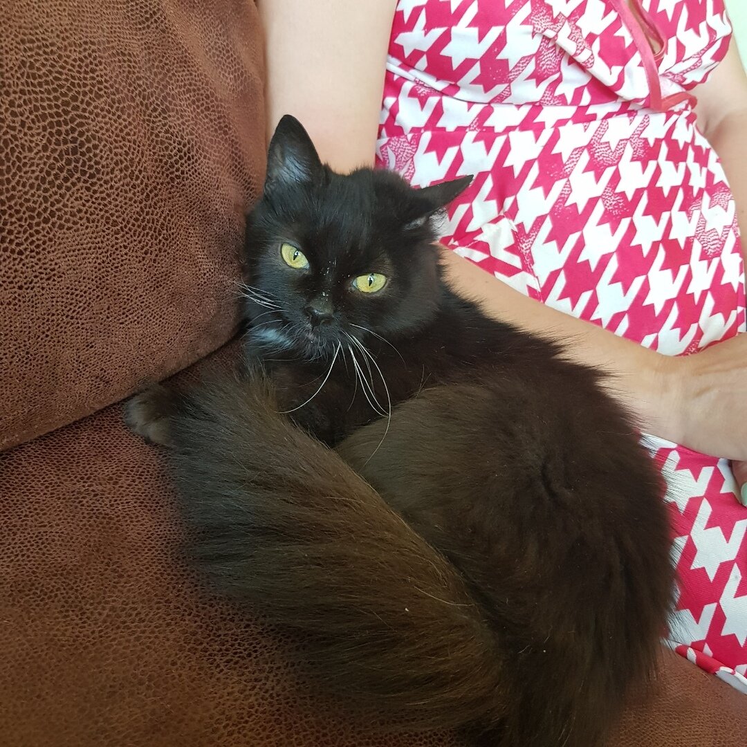 Кошка Ночка дома. Источник: зоопансионат "Альма", г. Воронеж.