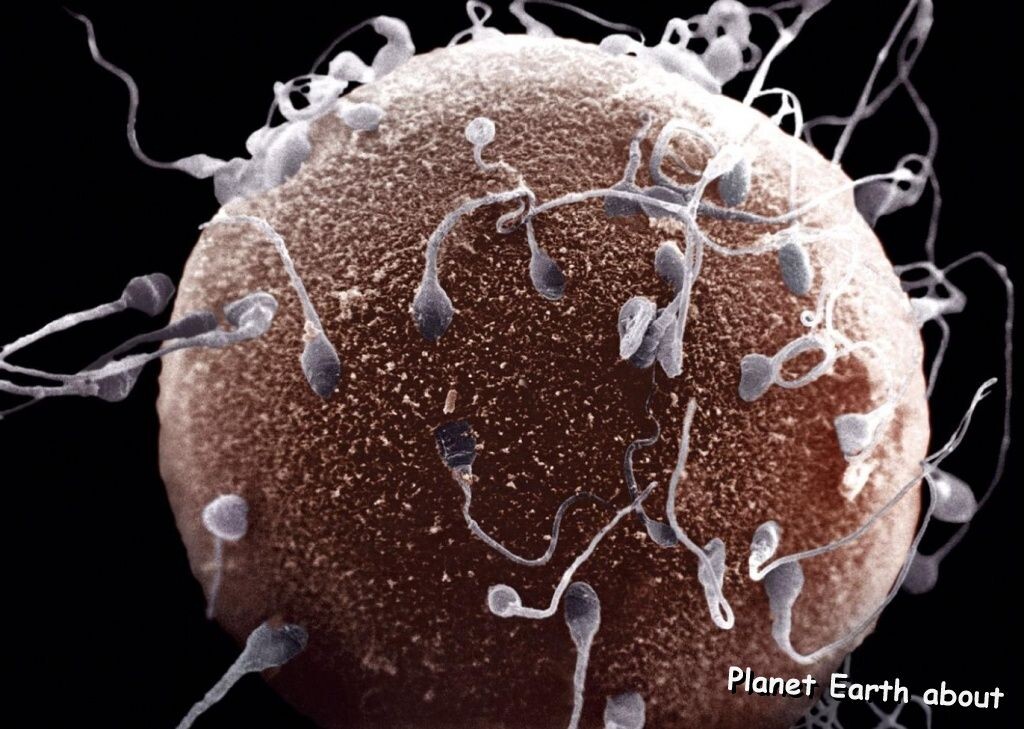 Совместимость яйцеклетки со сперматозоидами сейчас изучается