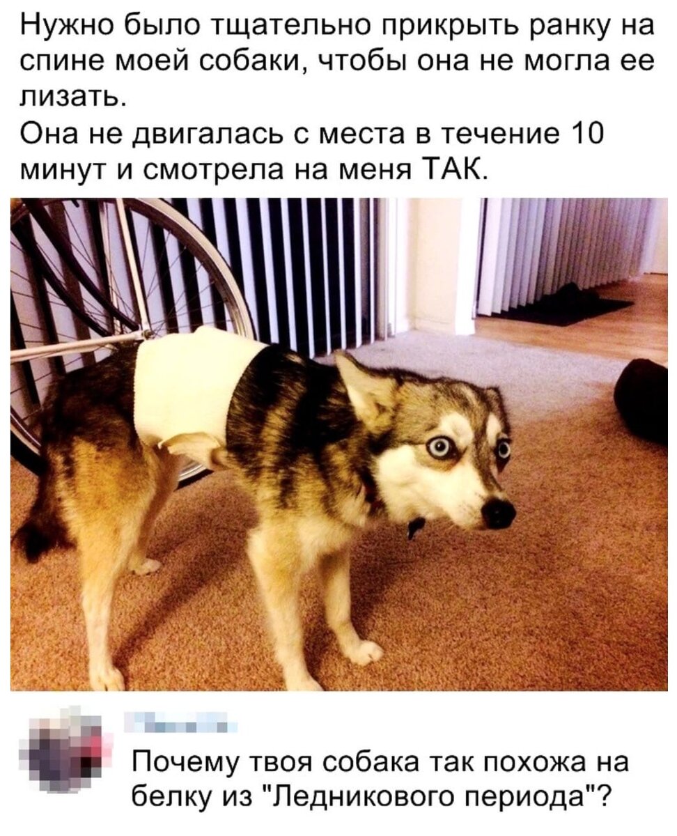 Сзади тебя собака как она выглядит