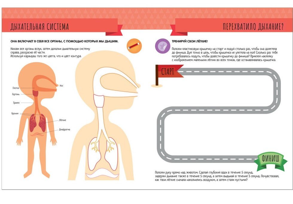 Разворот из пособия "Тело человека"