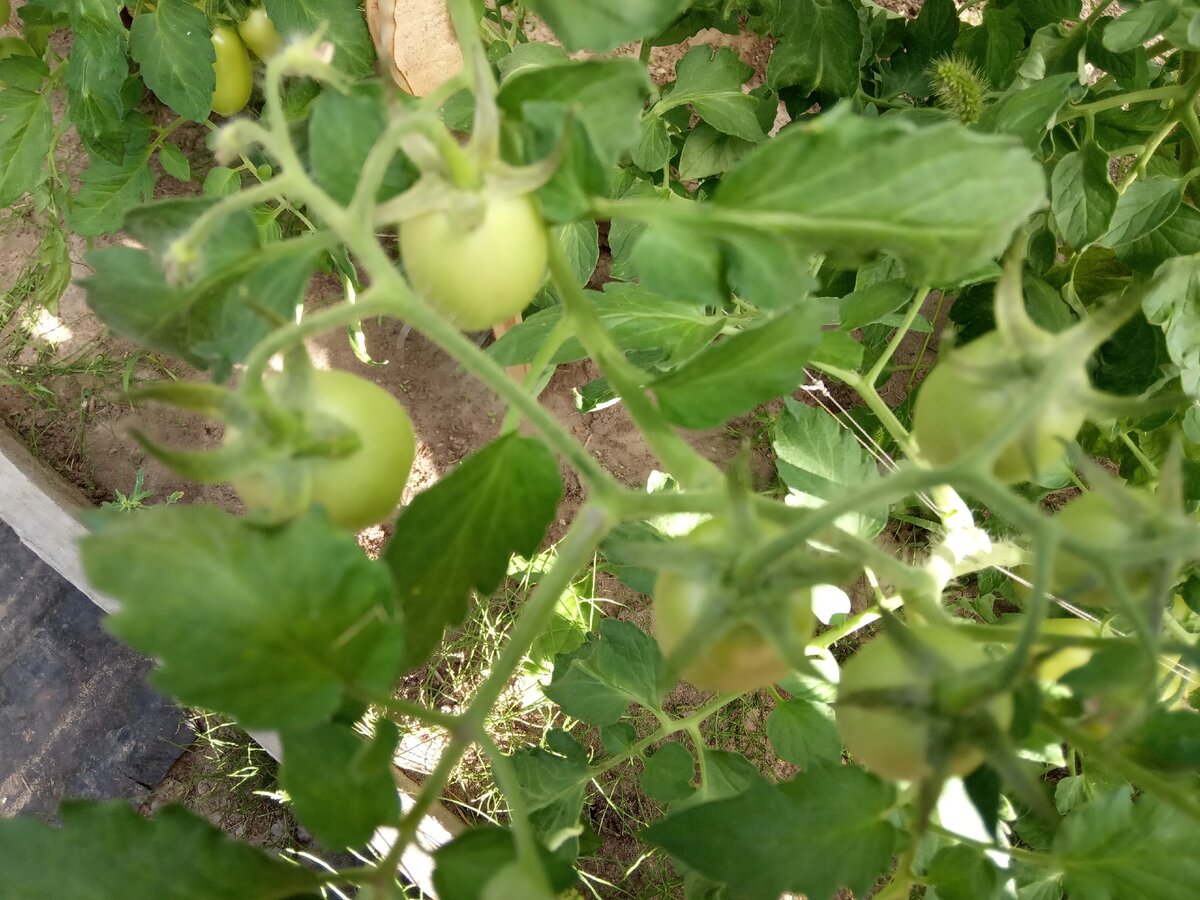 Tomato 10. Помидор растение. 10 Помидоров. Виды томатов. Десять помидоров.