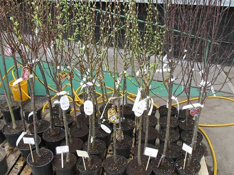 Выбираем саженцы правильно