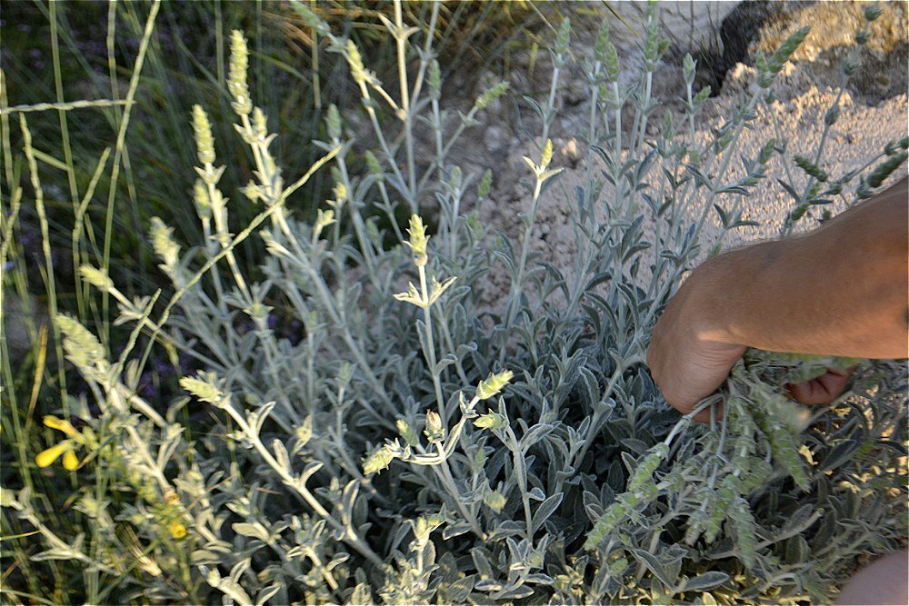 Железница крымская