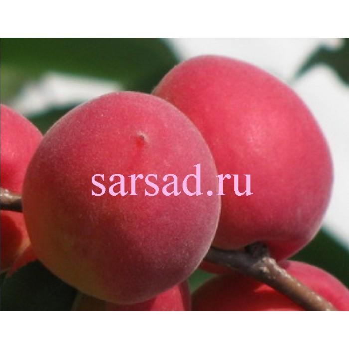 Абрикос "Саратовский рубин". Фото с официального сайта питомника Голубевых