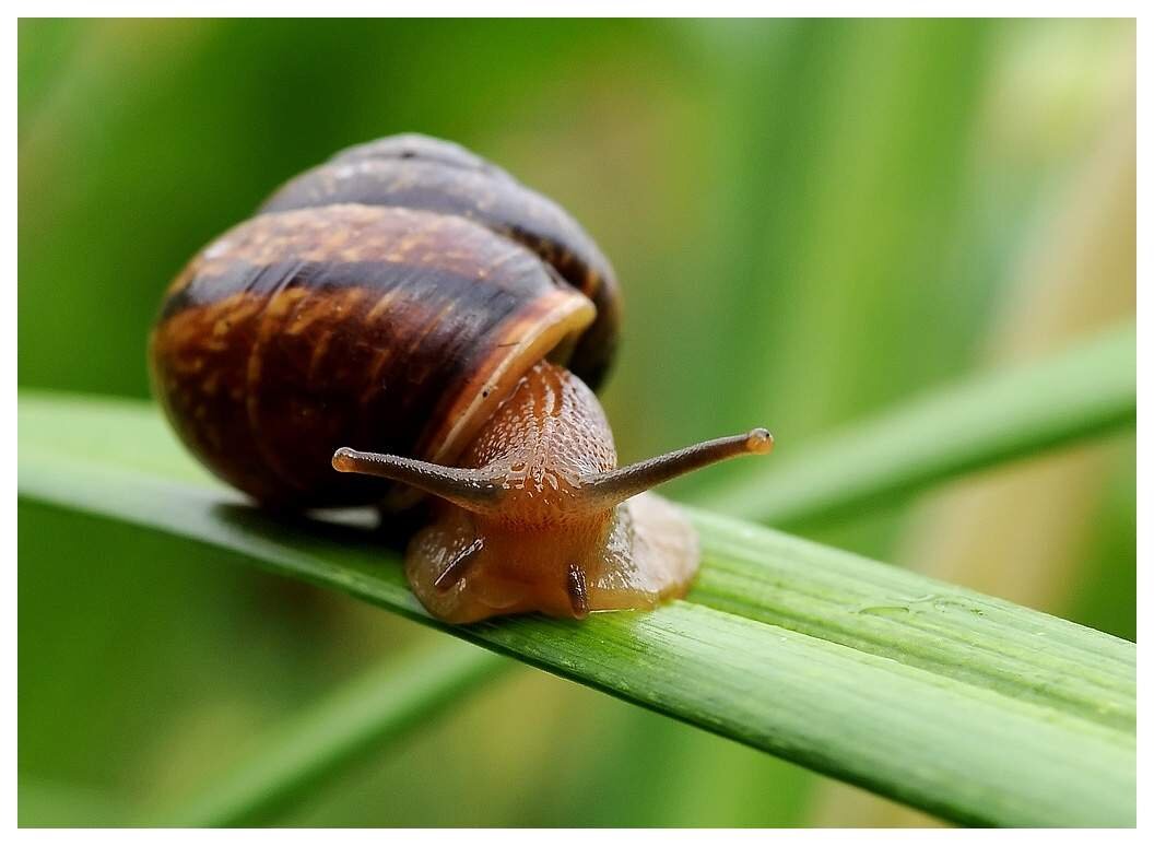 В пасти улитки помещается до 135 зубных рядов, в каждом из которых, не много не мало, по 100 зубиков.