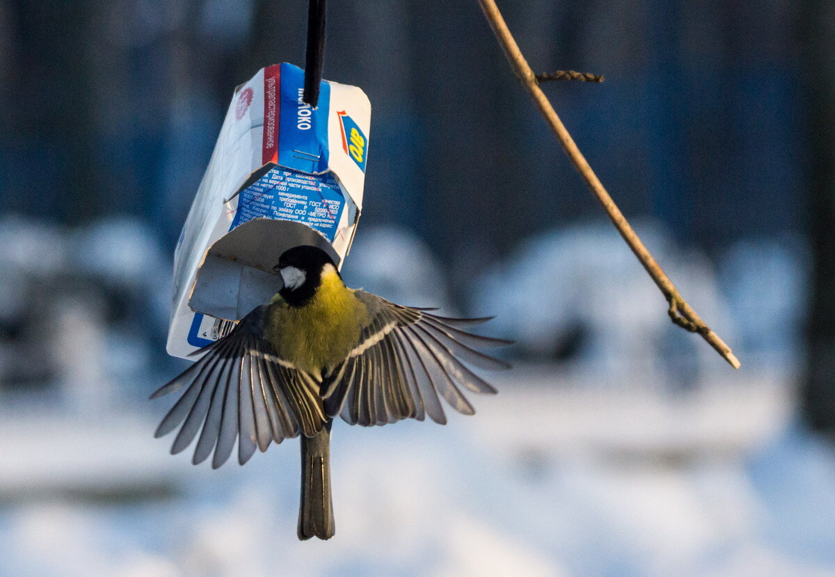 Кормушка из пакета из-под молока.