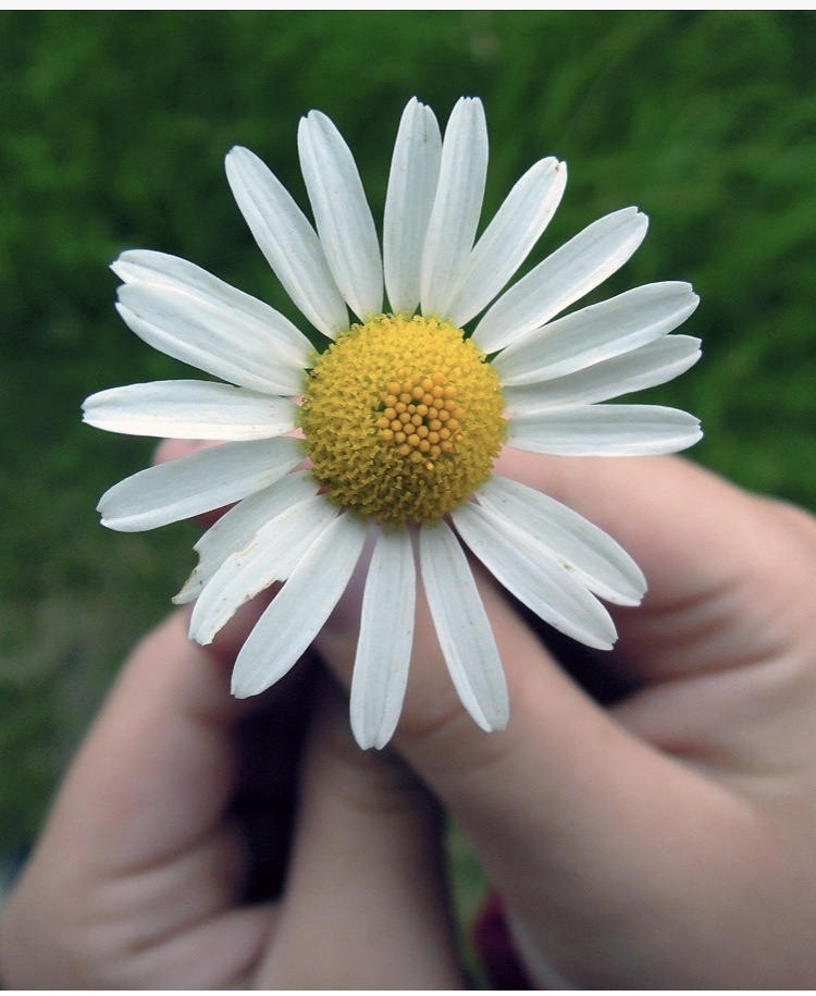 любит, не любит, к сердцу прижмет... Ромашка тоже помогает с ответами.