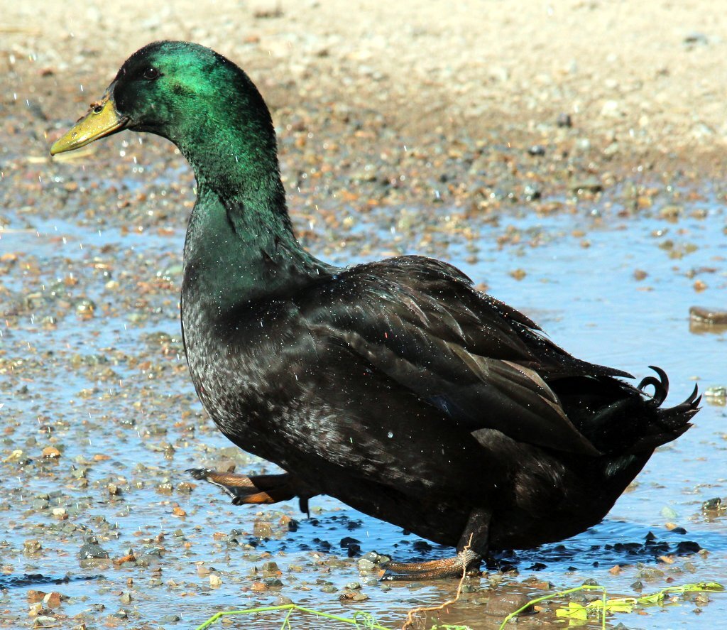 Утка. Фото взято из открытых источников интернета