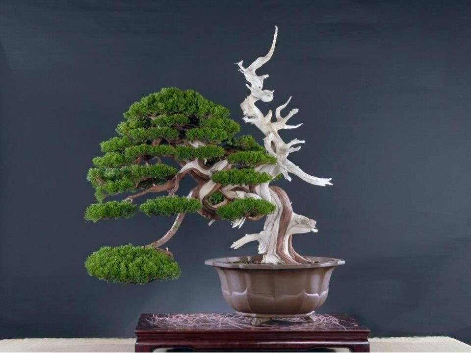 Джины и сярикены. Источник - Яндекс картинки.