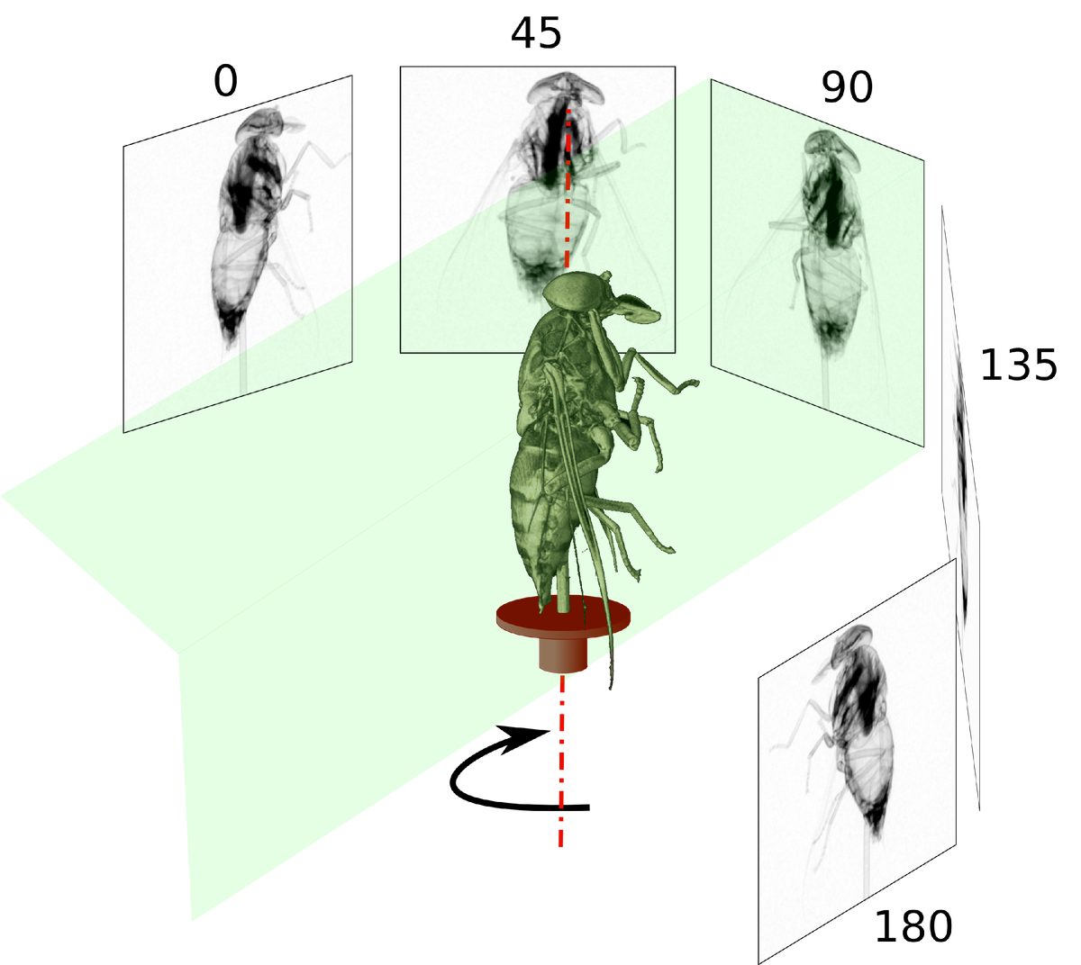 Принцип томорафии