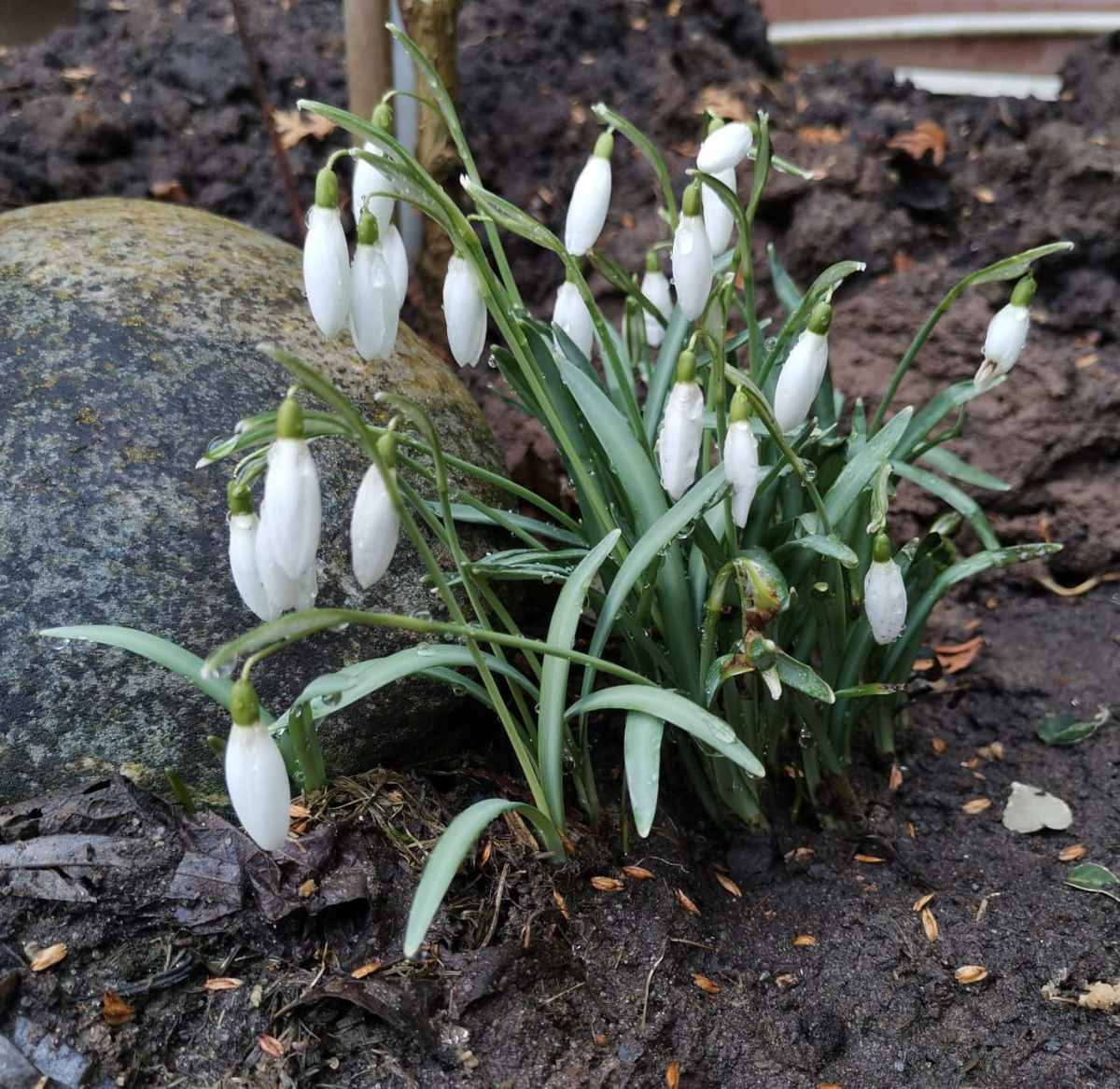 Подснежники