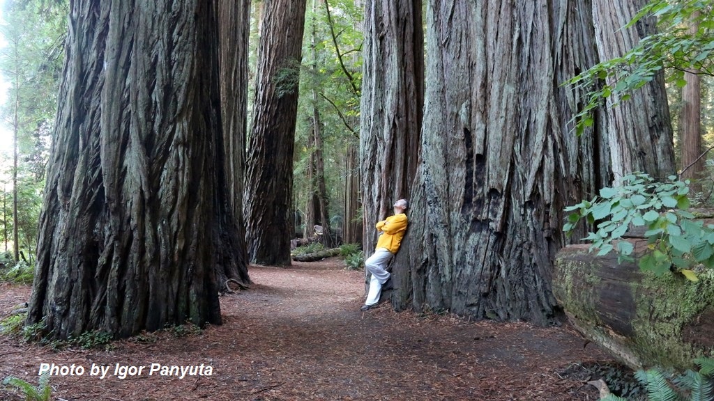Гигантские редвуды в северной Калифорнии, США
