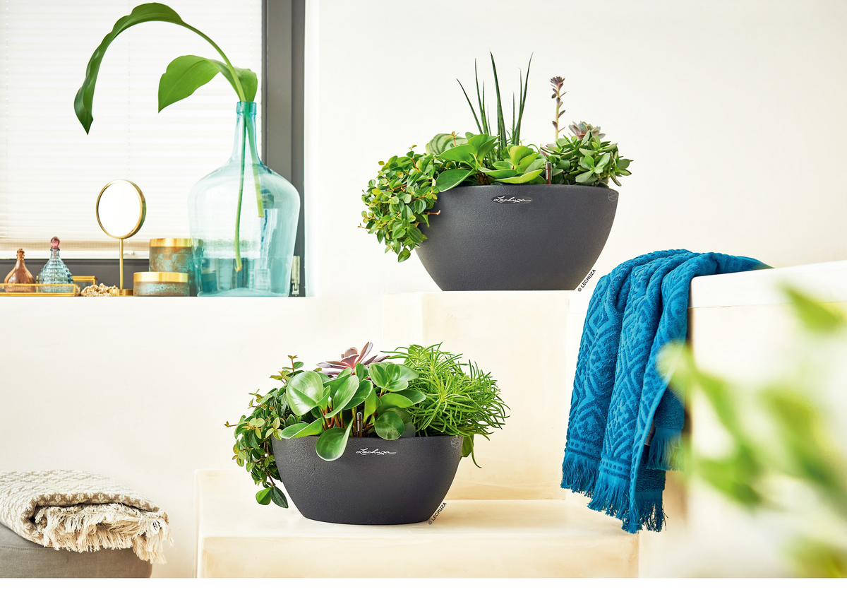 Лечуза PON хорошо подходит для выращивания суккулентов