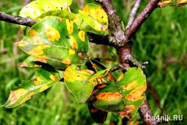 Ржавчина на груше: чем лечить и обрабатывать оранжевые пятна на листьях