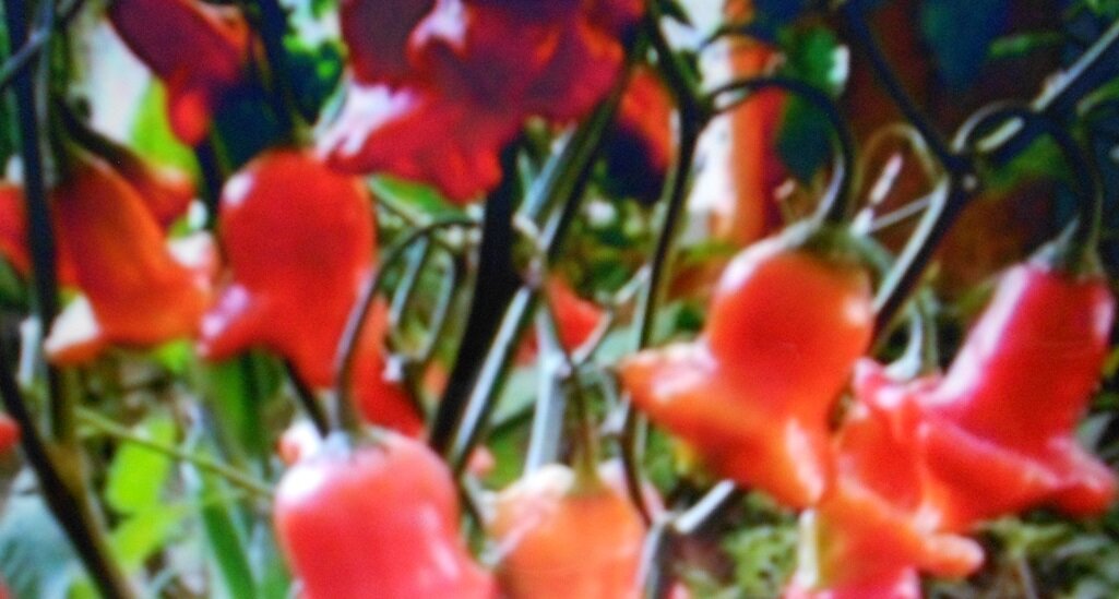 Горький перец Колокольчик