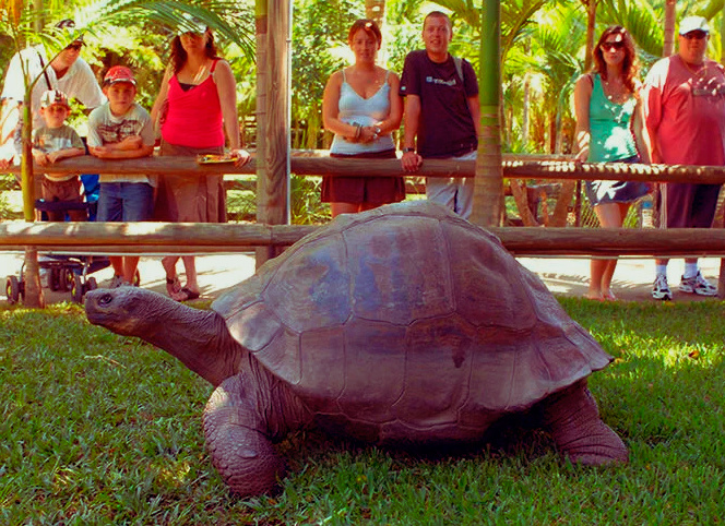 Если бы Гарриетта умела говорить, она рассказала бы людям немало интересного.(Исходное изображение взято с Mybirds.ru).