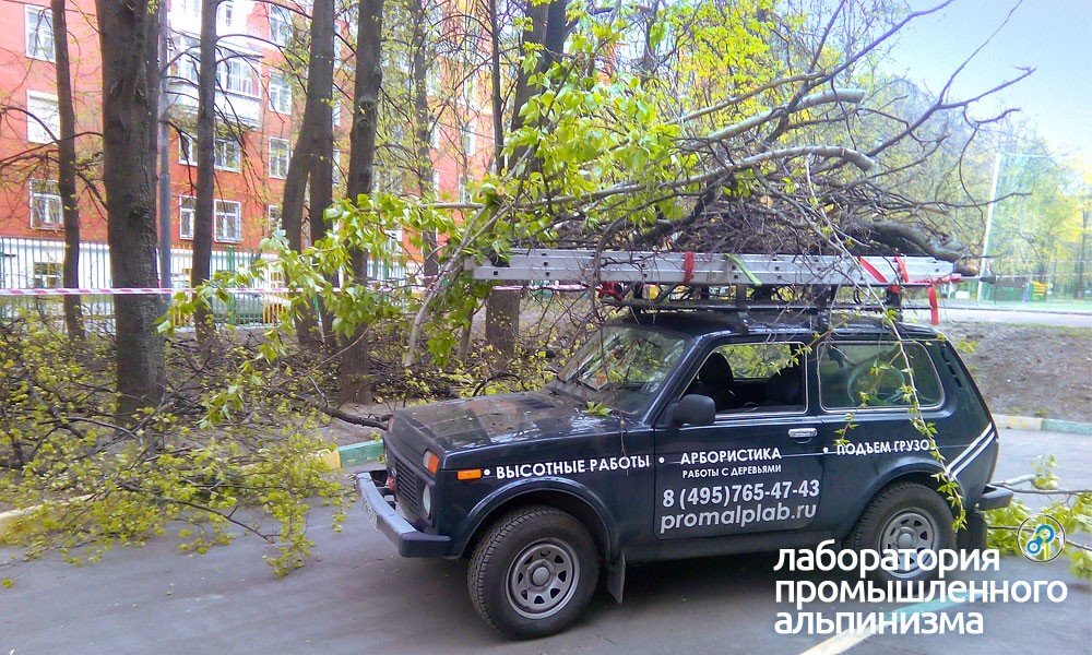 Санитарная обрезка, удаление и спил деревьев