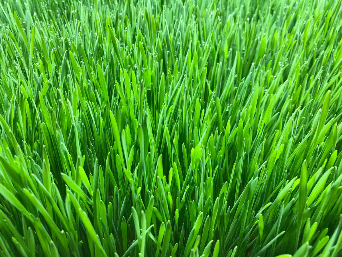 Ростки пшеницы. Витграсс.Фото автора