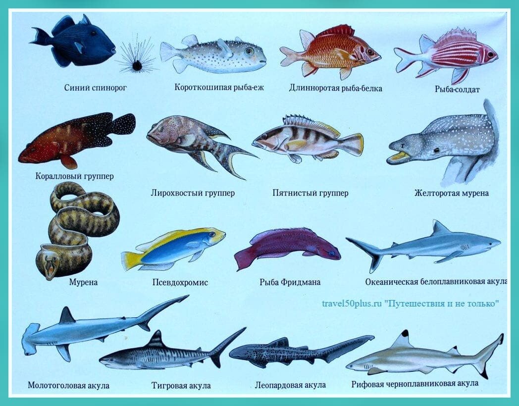Обитатели морей названия