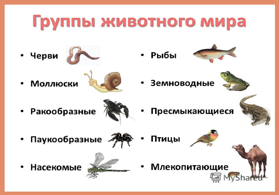 Вот так я ещё готов принять, как животный мир. Но самих насекомых как животных никто в моё время в школе точно не позиционировал.