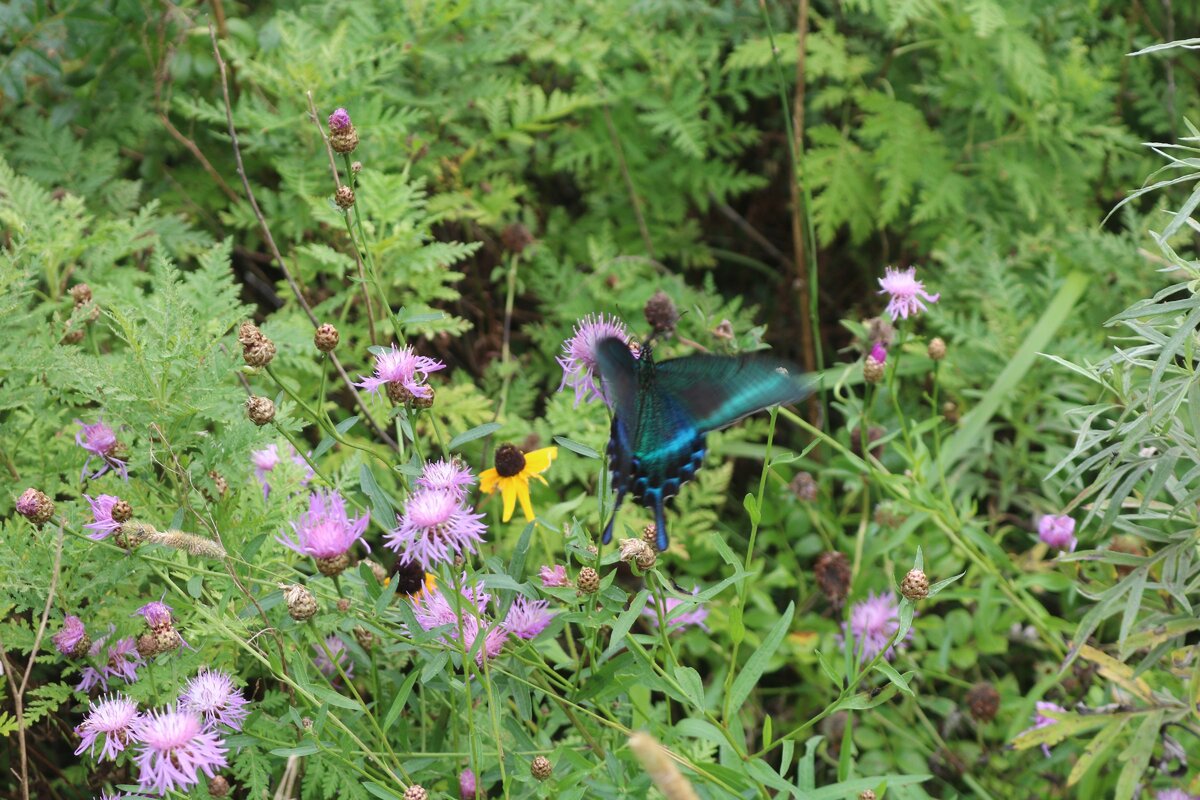 Парусник Маака собирает нектар.